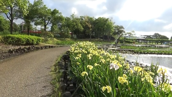 �ԃV���E�u